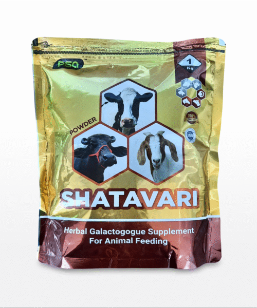 SHATAVARI (Powder) 1KG